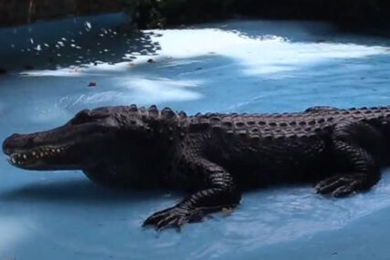 Umalo da ga selfi košta života: Ušao u bazen da se fotografiše sa krokodilom, mislio da je statua