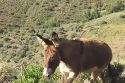 SCENA KOJA JE IZMAMILA SUZE Susret seljaka i magarca nakon dva mjeseca razdvojenosti (VIDEO)