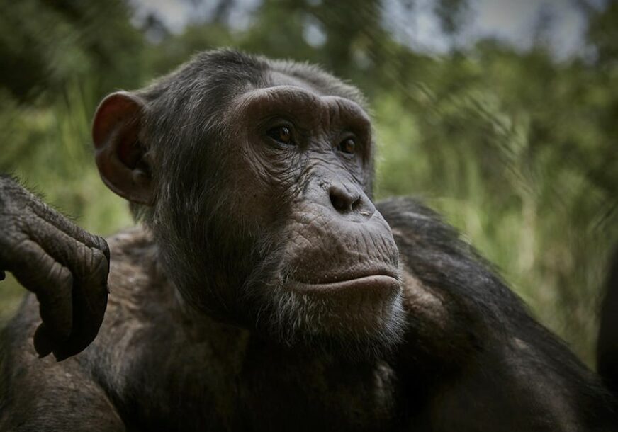 DRAMA NA FAKULTETU Majmuni napali čovjeka i OTELI uzorke krvi zaraženih korona virusom