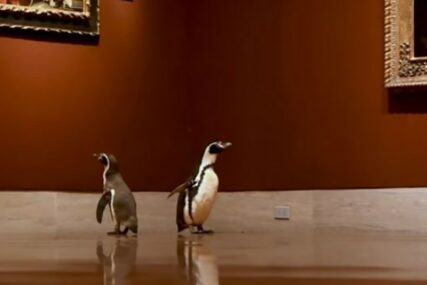 VIDEO KOJI JE IZMAMIO OSMIJEH MNOGIMA Pingvini u posjeti muzeju oduševljeni slikama
