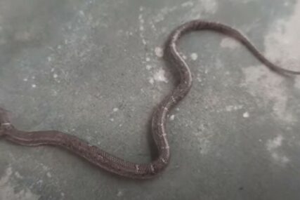 U ČUDU I STRUČNJACI ZA ŽIVOTINJE Vjeruju da ova čudna zmija donosi NESREĆU (VIDEO)
