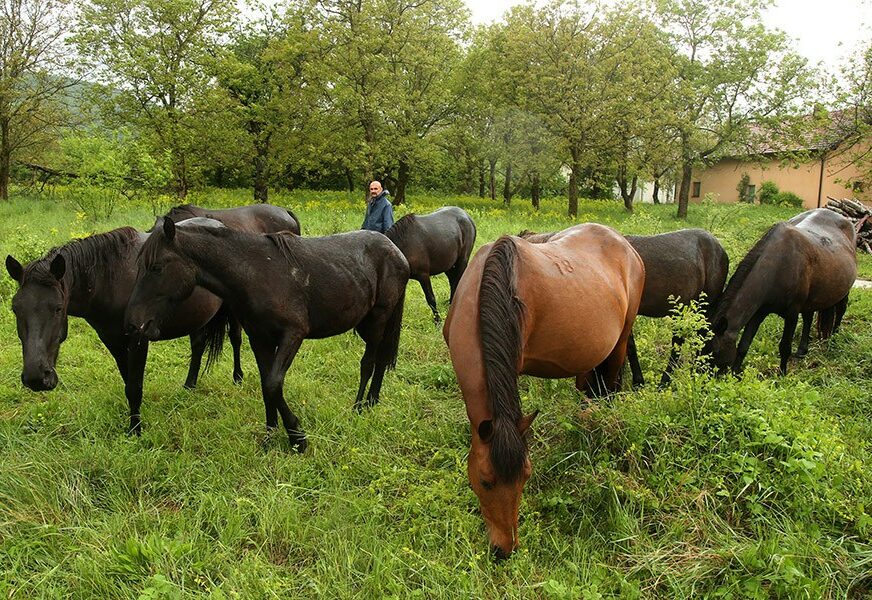 “MOŽDA JE RIJEČ O SATANISTIČKOM RITUALU” Ubice konja i dalje u bjekstvu