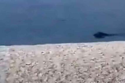PRAVI MALI PODVIG Divlja svinja preplivala Brački kanal i iznenadila kupače na plaži (VIDEO)