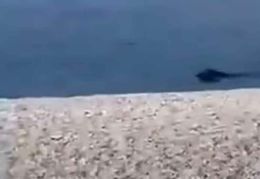 PRAVI MALI PODVIG Divlja svinja preplivala Brački kanal i iznenadila kupače na plaži (VIDEO)