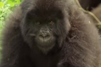 Životinje se sada dobro osjećaju: Zaražene gorile se potpuno oporavile od virusa korona