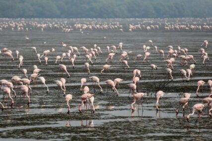 PREDIVAN PRIZOR U INDIJI Jata flamingosa preplavila Mumbaj (FOTO)