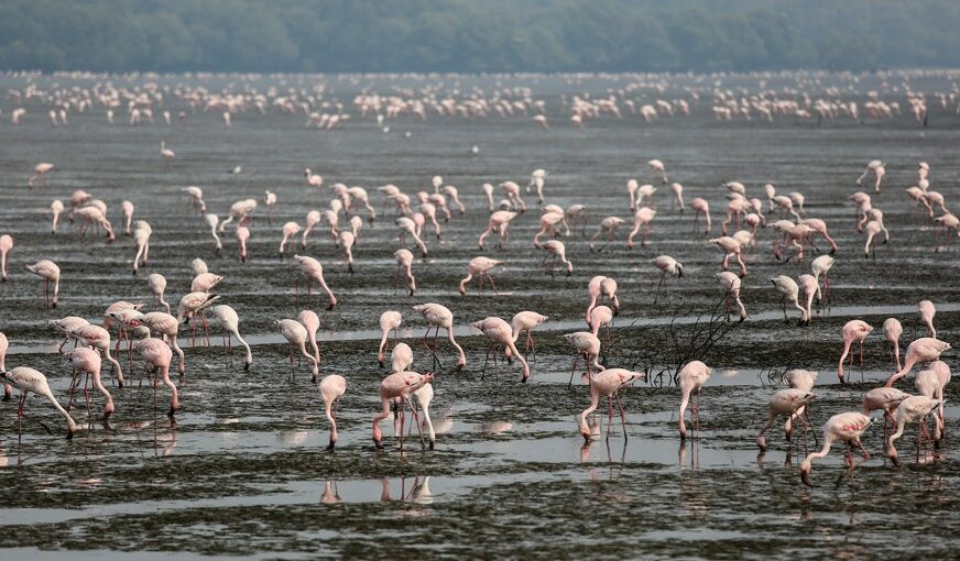 PREDIVAN PRIZOR U INDIJI Jata flamingosa preplavila Mumbaj (FOTO)