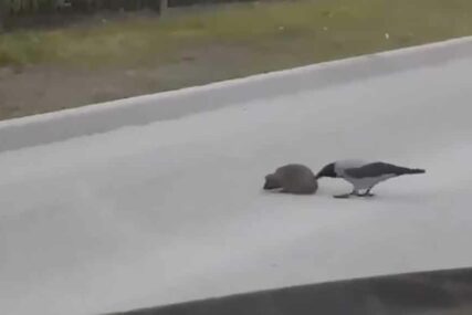 INTERNET OBOŽAVA OVAJ VIDEO Pogledajte kako je vrana spasla ježa od sigurne smrti
