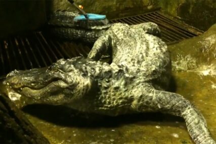Ispraćaj kakav se ne pamti: Sahranili krokodila koji je čuvao hram 80 godina