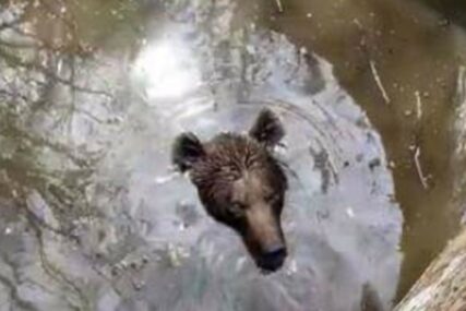 DRAMATIČNA AKCIJA U HERCEGOVINI Dobri ljudi spasili medvjeda iz bunara (VIDEO)