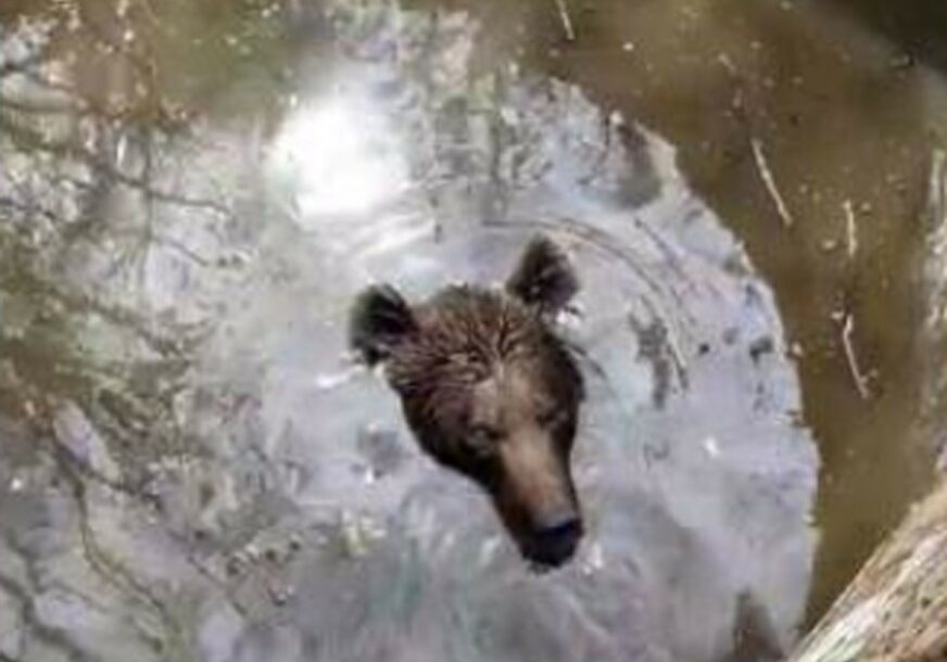 DRAMATIČNA AKCIJA U HERCEGOVINI Dobri ljudi spasili medvjeda iz bunara (VIDEO)