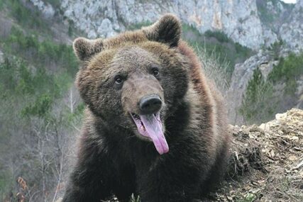 Pogledajte šta su uradili: Mrki medvjed jurio prema turistima u Aljasci (VIDEO)