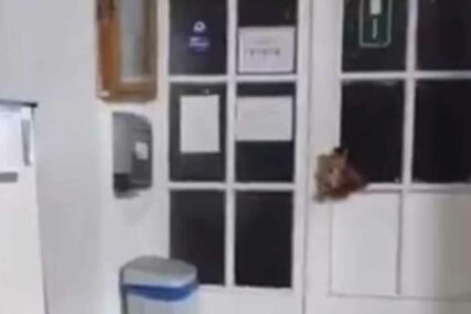 NJEMAČKA U ŠOKU Nepoznate osobe na džamijskim vratima ostavili SVINJSKU GLAVU (VIDEO)