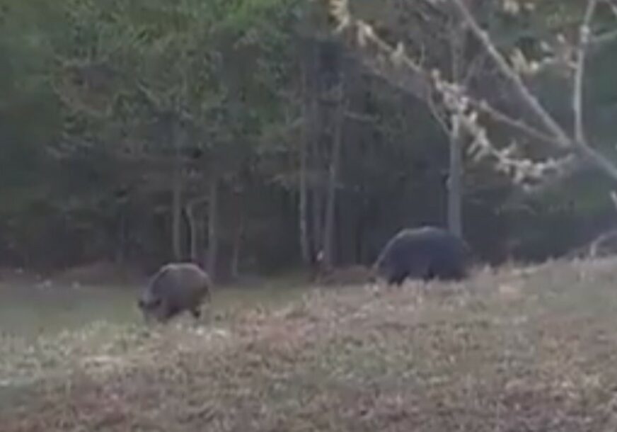 VELIKA ŠTETA KOD ŠAMCA Divlje svinje uništile oko 100 dunuma usjeva