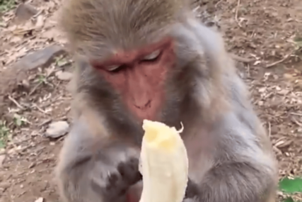 DJELUJE PREVIŠE LJUDSKI Video majmuna koji jede bananu postao hit zbog jednog detalja