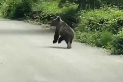 ODUŠEVIO INTERNET Snimak malog medvjeda je NEŠTO NAJSLAĐE što ćete danas vidjeti