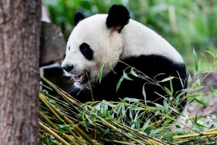 NESTAŠNA ŽIVOTINJA JEDVA VRAĆENA Panda POBJEGLA I LUTALA zoološkim vrtom