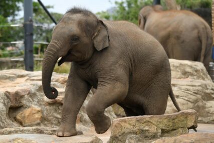 Prijeti li OPASNOST I LJUDIMA: Stotine slonova MISTERIOZNO UMRLO u Bocvani