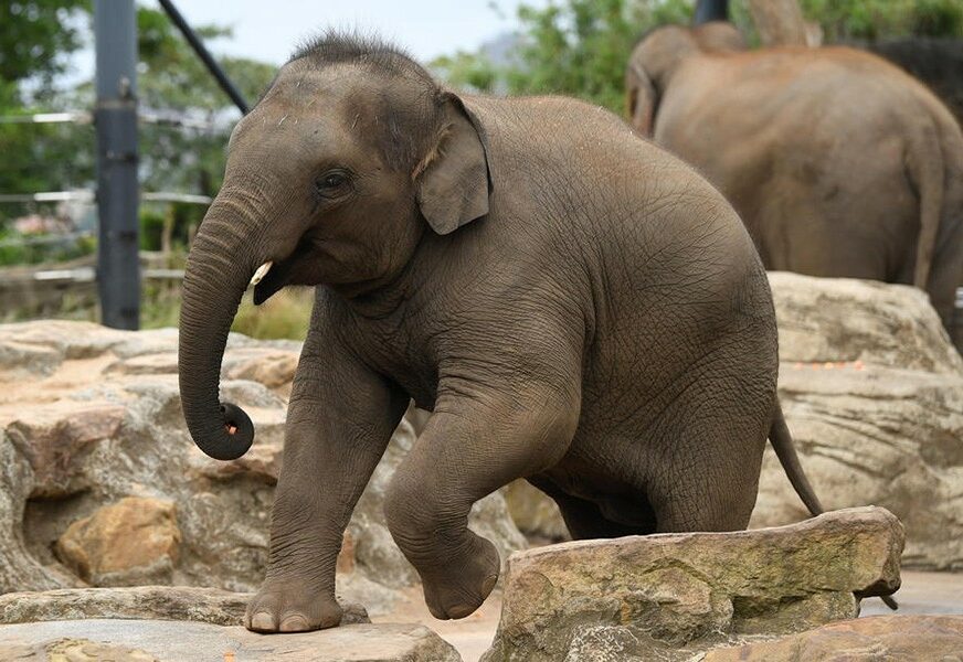 Prijeti li OPASNOST I LJUDIMA: Stotine slonova MISTERIOZNO UMRLO u Bocvani