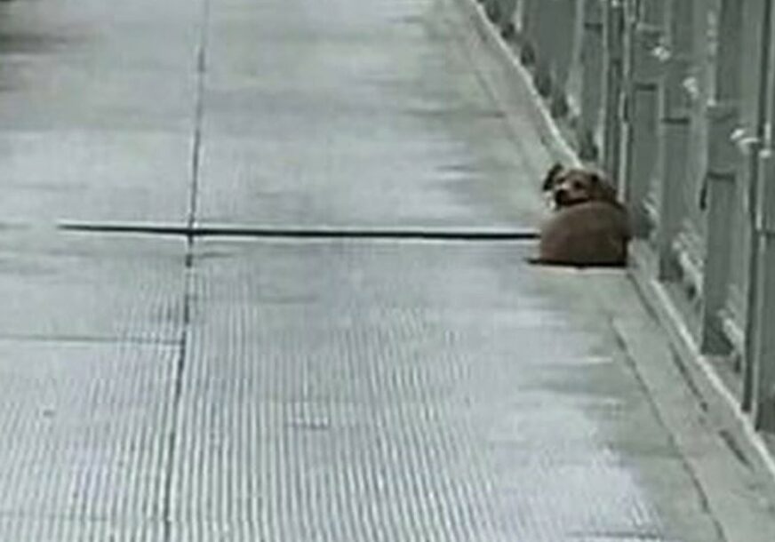 PRIZOR KOJI SLAMA SRCA Pas zgrčen na mostu DANIMA uzalud čeka vlasnika koji nikad neće doći