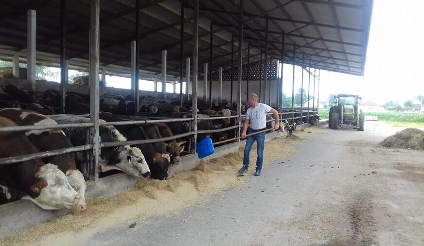 MUKE FARMERA U SEMBERIJI Utovljeni bikovi tri mjeseca čekaju kupce
