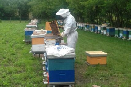 DOMAĆEG MEDA JEDVA ZA LIJEKA Još jedna katastrofalna godina za pčelarstvo