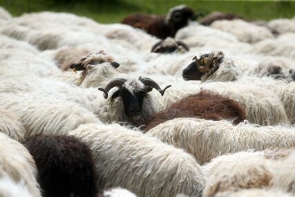 Prijavili ovce, a uvozili jagnjad: Carinici oduzeli 220 životinja na granici