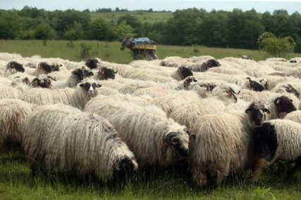 “Najvažnije da nije bilo ljudskih žrtava” Grom usmrtio stado ovaca, letjele su u vazduh više od tri metra