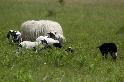 Priroda zna da iznenadi, ali i da dobro nagradi: U selu Šeškovci ovca ojagnjila petorke