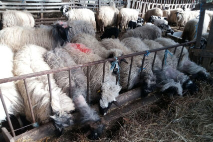 "Od ovog hranim djecu" Domaćinu iz Siminog Hana rastrgano 27 ovaca