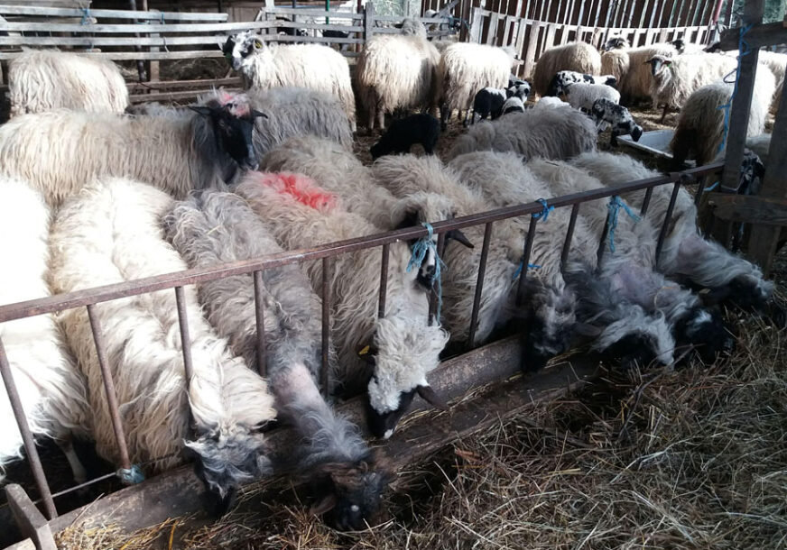 ŠIŠANJE OVCE SKUPLJE OD VUNE Otkupa nema, ovčarima ostaje samo pogled ka Evropi