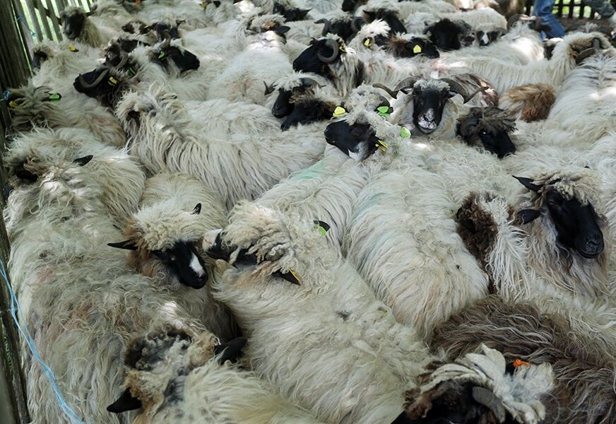 BIZARNA NESREĆA Usmrtio više ovaca, jedna se odbila o automobil i udarila čobanina