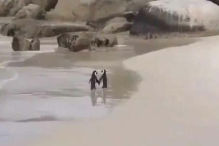NEODOLJIVI PAR RAZGALIO MNOGA SRCA Zaljubljenost ova dva pingvina je gotovo nestvarna (VIDEO)