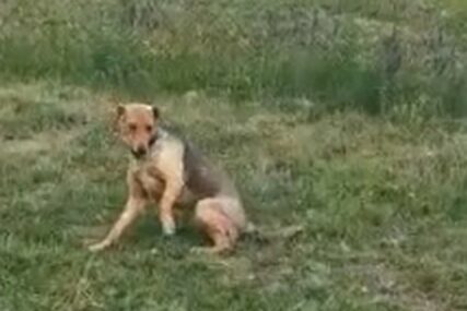 BRUTALNO IŽIVLJAVANJE NAD ŽIVOTINJOM Psu iščupali nogu iz koljena (VIDEO)