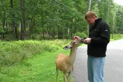 OVO NIKO NIJE OČEKIVAO Tokom šetnje je naišao na jelena, prišao mu je i PRUŽIO RUKU (VIDEO)