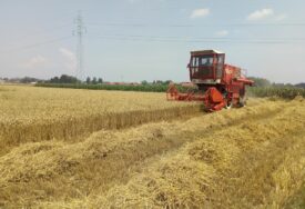 „Radije ćemo je bacati nego davati u bescijenje“ Mlinari ponudili 55 feninga po kilogramu pšenice, ratari ogorčeni