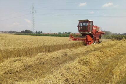 ŽETVA U PUNOM JEKU Dobar rod i organizovan otkup pšenice u Kozarskoj Dubici