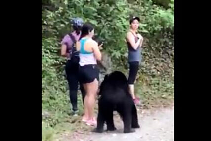 URNEBESNO Kako ostati smiren kada u šumi sretnete radoznalog medvjeda (VIDEO)