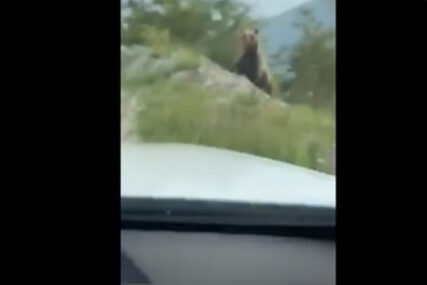 NESVAKIDAŠNJA SCENA U BiH Medvjed prošetao putem ka planini Vlašić (VIDEO)