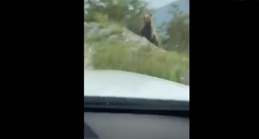 NESVAKIDAŠNJA SCENA U BiH Medvjed prošetao putem ka planini Vlašić (VIDEO)