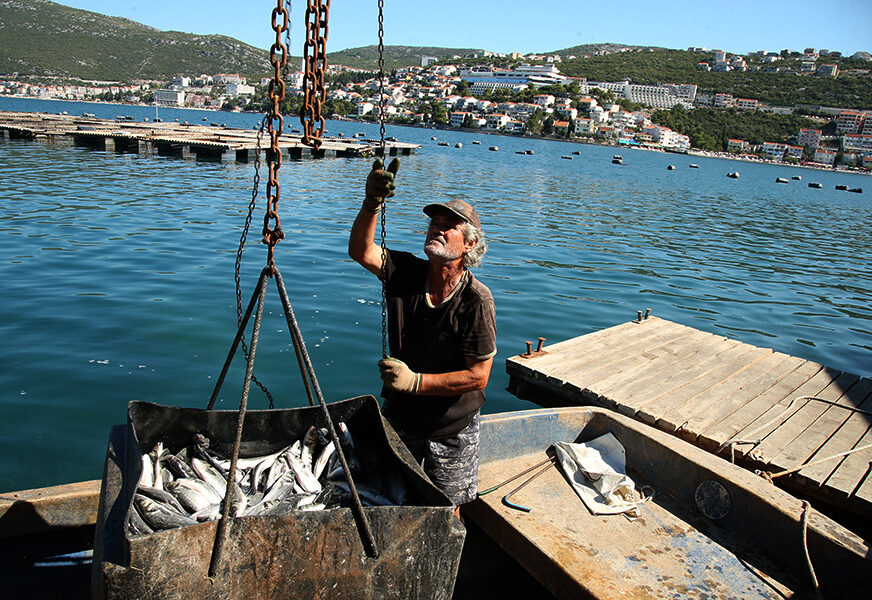 U pripremi novi zakon: Uzgojom ribe u Srpskoj moći će da se bave i građani