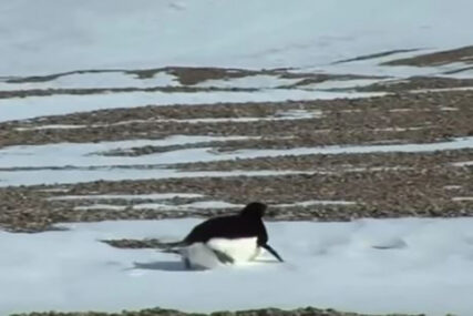 LEDENI BRIJEG PLUTA OKEANOM U opasnosti se nalazi nekoliko hiljada pingvina