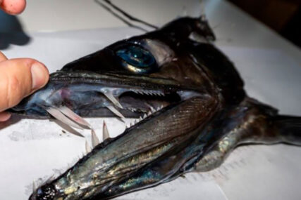 OVO JE PRAVO MORSKO ČUDOVIŠTE Riba sa zubima dugim tri centimetra (FOTO)