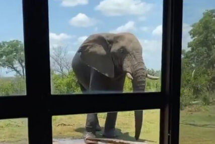 Oštre osude grupa za zaštitu životinja: Snimak lova na slona izazvao bijes javnosti (VIDEO)