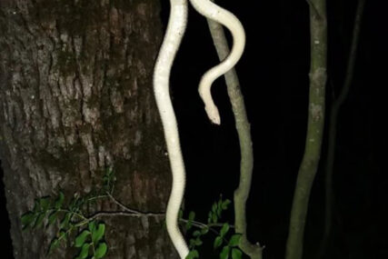 LJUDI U ŠOKU Pronađen primjerak zmije dugačke SKORO DVA METRA