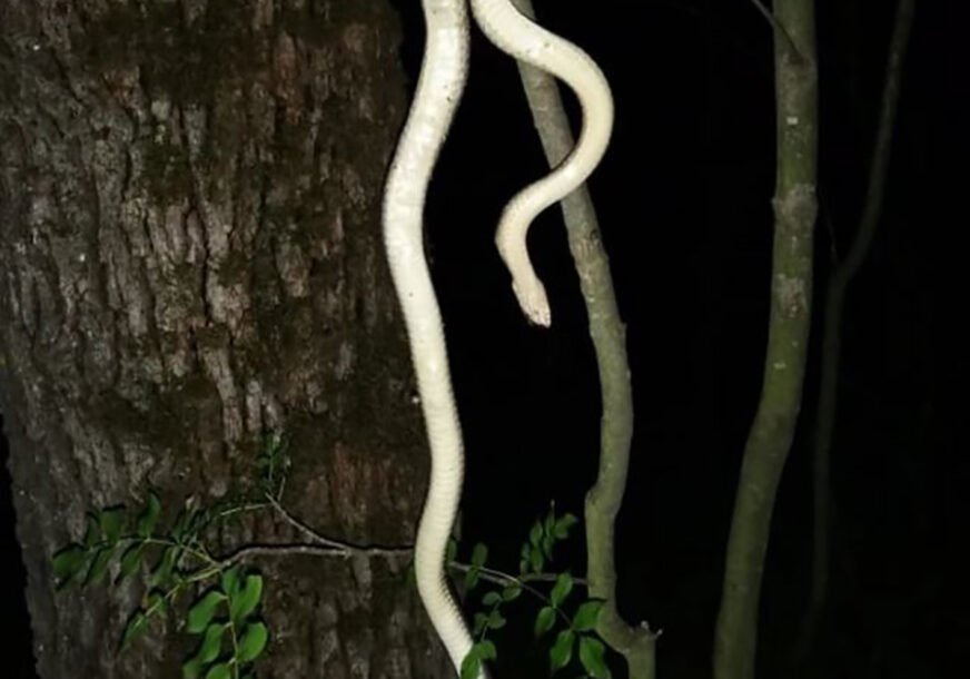 LJUDI U ŠOKU Pronađen primjerak zmije dugačke SKORO DVA METRA