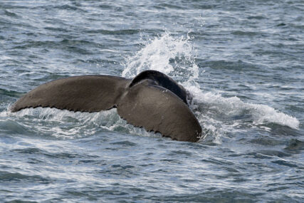 INCIDENT NA OBALI MORA Još jedan napad grbavog kita, povrijeđena žena