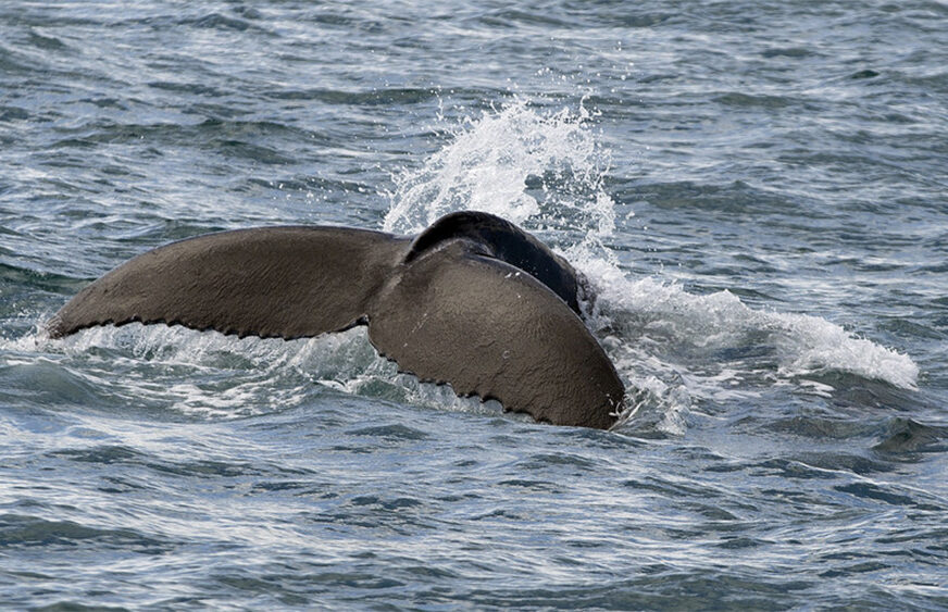 INCIDENT NA OBALI MORA Još jedan napad grbavog kita, povrijeđena žena