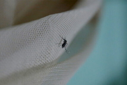 STRUČNJACI DALI MIŠLJENJE Komarci ne mogu prenijeti virus korona