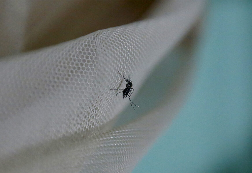 STRUČNJACI DALI MIŠLJENJE Komarci ne mogu prenijeti virus korona